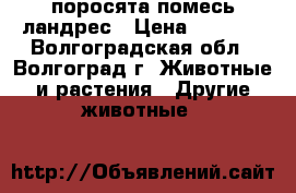 поросята помесь ландрес › Цена ­ 4 500 - Волгоградская обл., Волгоград г. Животные и растения » Другие животные   